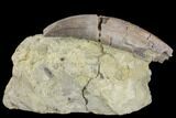 Rooted Crocodile (Goniopholis?) Tooth - Colorado #152046-1